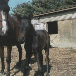 Ledgewood's Greystone Autumn, born in 1998, is out of Woodchuck Ridge's Fallon O'Flynn by Pony Hollow Winter Rebel. Another nice foal. (Photo by Kathy Manyo)