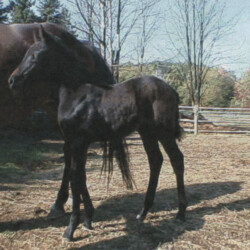 Ledgewood's Greystone Autumn, born in 1998, is out of Woodchuck Ridge's Fallon O'Flynn by Pony Hollow Winter Rebel. Another nice foal. (Photo by Kathy Manyo)