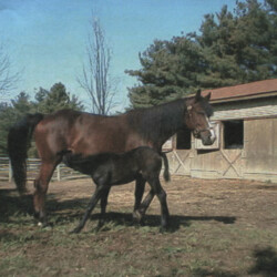 Ledgewood's Greystone Autumn, born in 1998, is out of Woodchuck Ridge's Fallon O'Flynn by Pony Hollow Winter Rebel. Another nice foal. (Photo by Kathy Manyo)