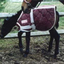 Ledgewood's Greystone Rihanna, born around 1998, out of Hideaway's Smitheranne by Pony Hollow Winter Rebel. This photo was marked as Ledgewood's Greystone Riefinna, but we believe this is indeed Rihanna and the name changed a bit before registration. (Photo by Kathy Manyo) Ledgewood's Greystone Rihanna, born around 1998, out of Hideaway's Smitheranne by Pony Hollow Winter Rebel. This photo was marked as Ledgewood's Greystone Riefinna, but we believe this is indeed Rihanna and the name changed a bit before registration. (Photo by Kathy Manyo)