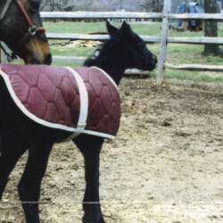 Ledgewood's Greystone Rihanna, born around 1998, out of Hideaway's Smitheranne by Pony Hollow Winter Rebel. This photo was marked as Ledgewood's Greystone Riefinna, but we believe this is indeed Rihanna and the name changed a bit before registration. (Photo by Kathy Manyo)