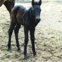 Ledgewood's Greystone Rihanna, born around 1998, out of Hideaway's Smitheranne by Pony Hollow Winter Rebel. This photo was marked as Ledgewood's Greystone Riefinna, but we believe this is indeed Rihanna and the name changed a bit before registration. (Photo by Kathy Manyo)