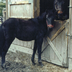 Ledgewood's Greystone Rihanna, born around 1998, out of Hideaway's Smitheranne by Pony Hollow Winter Rebel. (Photo by Kathy Manyo) Ledgewood's Greystone Rihanna, born around 1998, out of Hideaway's Smitheranne by Pony Hollow Winter Rebel. (Photo by Kathy Manyo)
