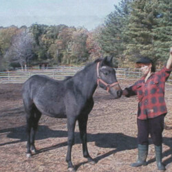 Ledgewood's Greystone Rihanna, born around 1998, out of Hideaway's Smitheranne by Pony Hollow Winter Rebel. (Photo by Kathy Manyo) Ledgewood's Greystone Rihanna, born around 1998, out of Hideaway's Smitheranne by Pony Hollow Winter Rebel. (Photo by Kathy Manyo)