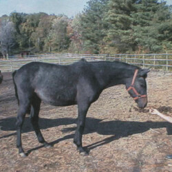 Ledgewood's Greystone Rihanna, born around 1998, out of Hideaway's Smitheranne by Pony Hollow Winter Rebel. (Photo by Kathy Manyo)