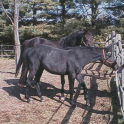 Ledgewood's Greystone Rihanna, born around 1998, out of Hideaway's Smitheranne by Pony Hollow Winter Rebel. (Photo by Kathy Manyo)