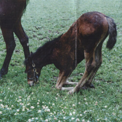 Ledgewood's Greystone Tralee, out of Woodchuck Ridge's Fallon O'Flynn by Greystone McErrill. Tralee was born in 1996. (Photo by Kathy Manyo) Ledgewood's Greystone Tralee, out of Woodchuck Ridge's Fallon O'Flynn by Greystone McErrill. Tralee was born in 1996. (Photo by Kathy Manyo)