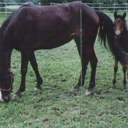 Ledgewood's Greystone Tralee, born in 1996, out of Woodchuck Ridge's Fallon O'Flynn (at left) by Greystone McErrill. Beautiful bloodlines. Where did she go? (Photo by Kathy Manyo)