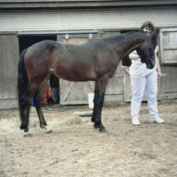Ledgewood's Greystone Tralee, born in 1996, out of Woodchuck Ridge's Fallon O'Flynn by Greystone McErrill. Beautiful bloodlines. (Photo by Kathy Manyo) Ledgewood's Greystone Tralee, born in 1996, out of Woodchuck Ridge's Fallon O'Flynn by Greystone McErrill. Beautiful bloodlines. (Photo by Kathy Manyo)