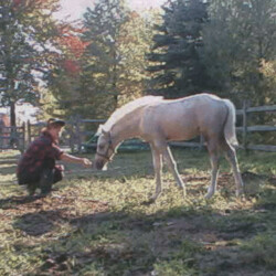 Ledgewood's Greystone Winterhawk, out of Thornill's Gillian by Ledgewood's Karack Beau Tuck, was born in 1998. (Photo by Kathy Manyo)