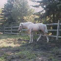 Ledgewood's Greystone Winterhawk, out of Thornill's Gillian by Ledgewood's Karack Beau Tuck, was born in 1998. (Photo by Kathy Manyo)