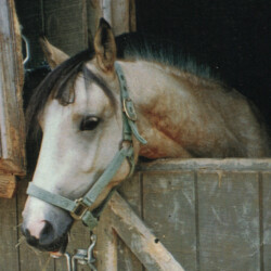 Ledgewood's Karack Beau Tuck, born in the 1990s, was out of Heaven's Ridge Mistykil Sunset (Lexi) by Balmullo's Same as Gold. Beau was Lexi's first foal. He sired several foals of his own. (Photo by Kathy Manyo)