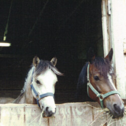 Ledgewood's Karack Beau Tuck (left), born in the 1990s, with his dam, Heaven's Ridge Mistykil Sunset (Lexi). Beau was by Balmullo's Same as Gold and was Lexi's first foal. He sired several foals of his own, then was sold to a girl named Stephanie to show. (Photo by Kathy Manyo)