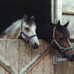 Ledgewood's Karack Beau Tuck (left), born in the 1990s, with his dam, Heaven's Ridge Mistykil Sunset (Lexi). Beau was by Balmullo's Same as Gold and was Lexi's first foal. He sired several foals of his own, then was sold to a girl named Stephanie to show. (Photo by Kathy Manyo)