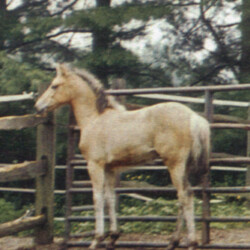 Ledgewood's Kerrymay Kelsey, born in 2001, was out of Kerrymor's Littlest Angel by Ledgewood's Karack Beau Tuck. (Photo by Kathy Manyo) Ledgewood's Kerrymay Kelsey, born in 2001, was out of Kerrymor's Littlest Angel by Ledgewood's Karack Beau Tuck. (Photo by Kathy Manyo)
