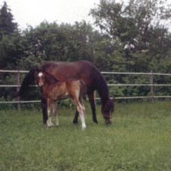 Ledgewood's Rebel Star, 1998, out of Heaven's Ridge Mistykil Sunset. The sire is a mystery at the moment. He likely was Kathy Manyo's stallion, Pony Hollow Winter Rebel (given Rebel Star's name). The colt was sold to the Mandaus in South Carolina. (Photo by Kathy Manyo)