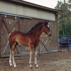 Ledgewood's Rebel Star, 1998, out of Heaven's Ridge Mistykil Sunset. The sire is a mystery at the moment. He likely was Kathy Manyo's stallion, Pony Hollow Winter Rebel (given Rebel Star's name). The colt was sold to the Mandaus in South Carolina. (Photo by Kathy Manyo)