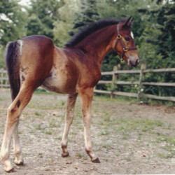 Ledgewood's Rebel Star, 1998, out of Heaven's Ridge Mistykil Sunset. The sire is a mystery at the moment. He likely was Kathy Manyo's stallion, Pony Hollow Winter Rebel (given Rebel Star's name). The colt was sold to the Mandaus in South Carolina. (Photo by Kathy Manyo)