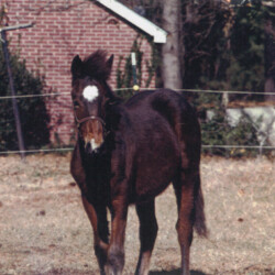 Ledgewood's Rebel Star, 1998, out of Heaven's Ridge Mistykil Sunset. The sire is a mystery at the moment. He likely was Kathy Manyo's stallion, Pony Hollow Winter Rebel (given Rebel Star's name). The colt was sold to the Mandaus in South Carolina. (Photo by Kathy Manyo)