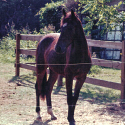 Ledgewood's Rebel Star, 1998, out of Heaven's Ridge Mistykil Sunset. The sire is a mystery at the moment. He likely was Kathy Manyo's stallion, Pony Hollow Winter Rebel (given Rebel Star's name). The colt was sold to the Mandaus in South Carolina. (Photo by Kathy Manyo)