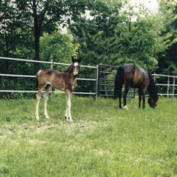 Ledgewood's Rebel Star, 1998, out of Heaven's Ridge Mistykil Sunset. The sire is a mystery at the moment. He likely was Kathy Manyo's stallion, Pony Hollow Winter Rebel (given Rebel Star's name). The colt was sold to the Mandaus in South Carolina. (Photo by Kathy Manyo)