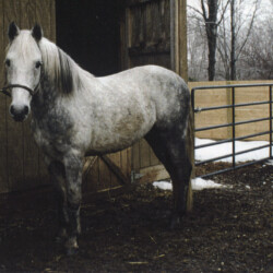 Pony Hollow Winter Rebel, born in 1986, out of Land Gate Phoebe by Greystone Dallen McMor, was one of the lovely stallions at Ledgewood Farm in Newbury, Ohio. (Photo by Kathy Manyo)
