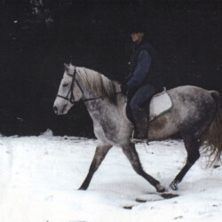 Pony Hollow Winter Rebel, born in 1986, out of Land Gate Phoebe by Greystone Dallen McMor, was one of the lovely stallions at Ledgewood Farm in Newbury, Ohio. (Photo by Kathy Manyo)