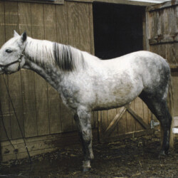 Pony Hollow Winter Rebel, born in 1986, out of Land Gate Phoebe by Greystone Dallen McMor, was one of the lovely stallions at Ledgewood Farm in Newbury, Ohio. (Photo by Kathy Manyo)