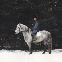 Pony Hollow Winter Rebel, born in 1986, out of Land Gate Phoebe by Greystone Dallen McMor, was one of the lovely stallions at Ledgewood Farm in Newbury, Ohio. (Photo by Kathy Manyo)