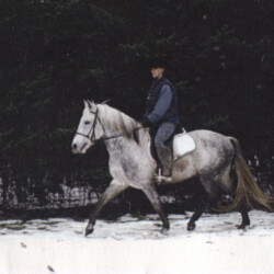 Pony Hollow Winter Rebel, born in 1986, out of Land Gate Phoebe by Greystone Dallen McMor, was one of the lovely stallions at Ledgewood Farm in Newbury, Ohio. (Photo by Kathy Manyo) Pony Hollow Winter Rebel, born in 1986, out of Land Gate Phoebe by Greystone Dallen McMor, was one of the lovely stallions at Ledgewood Farm in Newbury, Ohio. (Photo by Kathy Manyo)