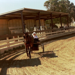 Spring Ledge Irish Whiskey, owned by Foxglove Farm, with Kathy McCarthy driving, at the 1986 West Coast Connemara Show in Ventura, California. Whiskers competed in hunters, Western and driving classes.