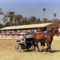 Spring Ledge Irish Whiskey, owned by Foxglove Farm, with Kathy McCarthy driving, at the 1986 West Coast Connemara Show in Ventura, California. Whiskers competed in hunters, Western and driving classes.