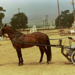 Spring Ledge Irish Whiskey, owned by Foxglove Farm, with Kathy McCarthy driving, and Marian Molthan, MD, of Foxglove Farm, standing next to him at the 1986 West Coast Connemara Show in Ventura, California. Whiskers competed in hunters, Western and driving classes.