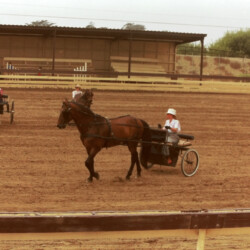 Spring Ledge Irish Whiskey, owned by Foxglove Farm, with Kathy McCarthy driving, at the 1986 West Coast Connemara Show in Ventura, California. Whiskers competed in hunters, Western and driving classes.