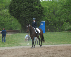 Bucephalus, a halfbred son of Kerrymor Finbarr, warms up with Miranda Shaw for dressage around 2008 at an event at Frying Pan Farm Park in Virginia. Bucephalus, a halfbred son of Kerrymor Finbarr, warms up with Miranda Shaw for dressage around 2008 at an event at Frying Pan Farm Park in Virginia.