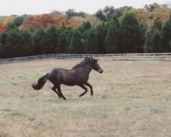 Kerrymor's Robin Hood gallops in his pasture at Kerrymor Farm in the late 1990s. Kerrymor's Robin Hood gallops in his pasture at Kerrymor Farm in the late 1990s.