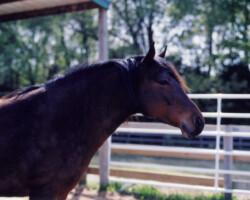 Kerrymor's Robin Hood at Kerrymor Farm in the early 2000s. Kerrymor's Robin Hood at Kerrymor Farm in the early 2000s.